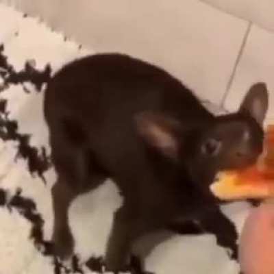 bu ney lan kedi mi köpek mi çingene felan herhalde amk