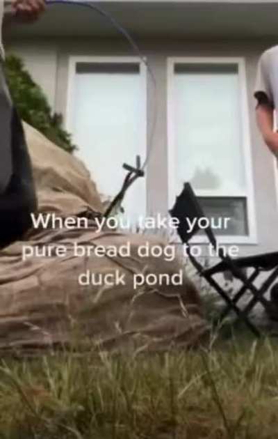 no doggy 😭