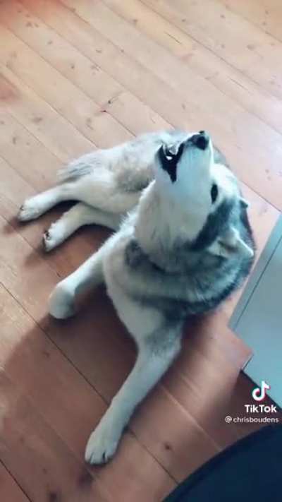 Amazing doggo screams