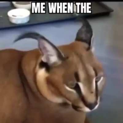 flöp