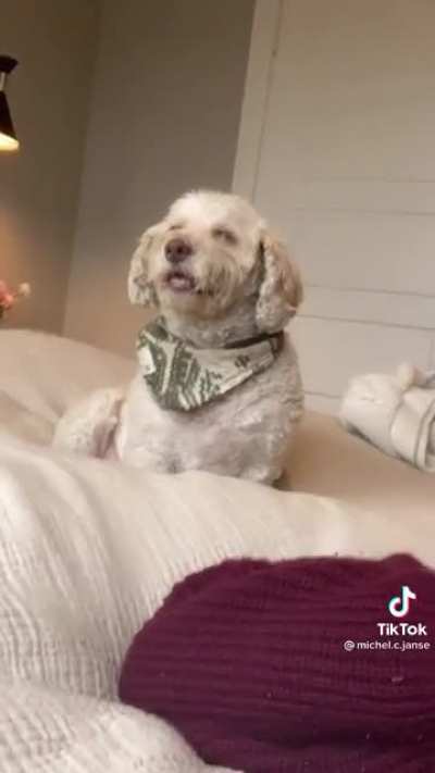 That dog is absolutely faded
