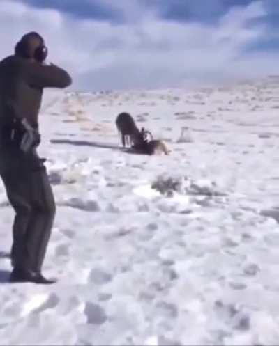 Park ranger saves the lives of 2 bucks with a perfect shot to break apart their locked antlers.