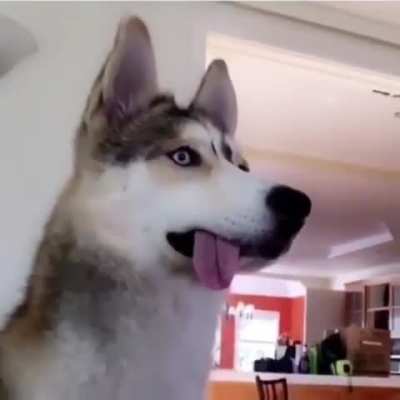 The Biggest Blep.
