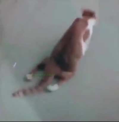This cat be onsite