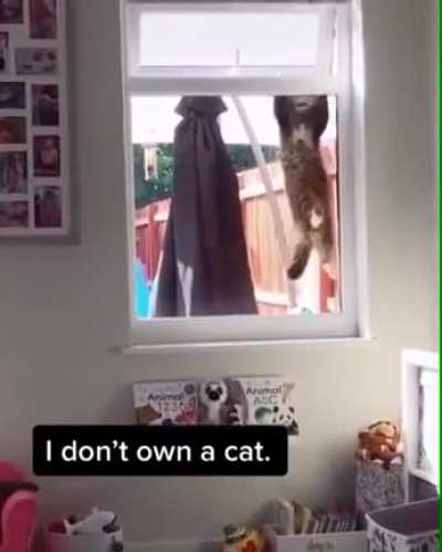 The cat thinks otherwise