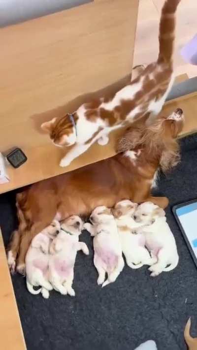 Parental wunkus