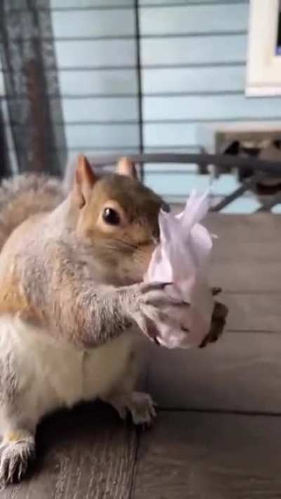 Squirrel gets a Christmas gift