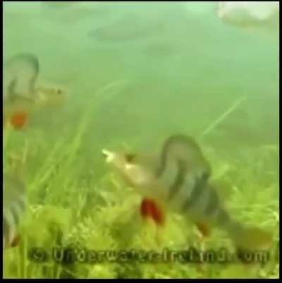 fish