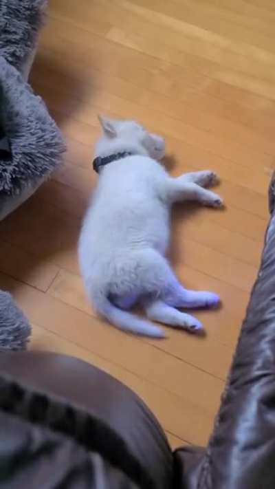 Puppy dreams