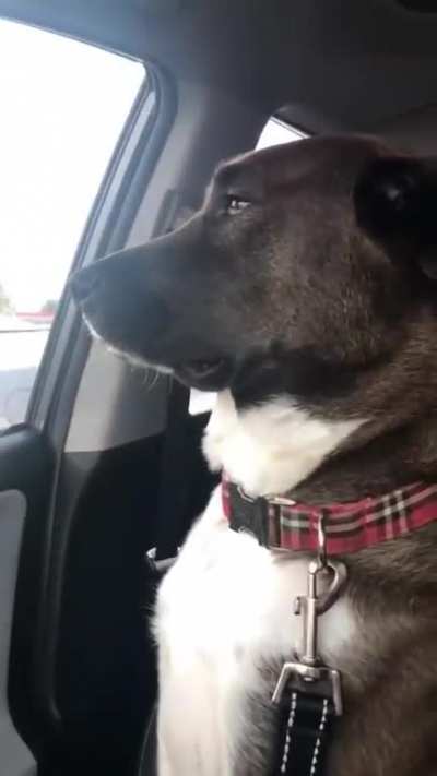 Dog throwing shade and won't look at owner after she takes him to the dentist