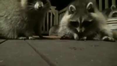 Trash Panda Jam