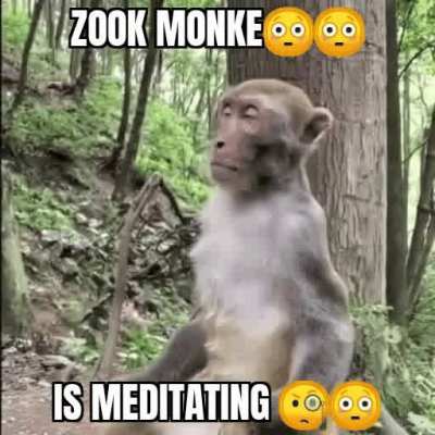 Zook 