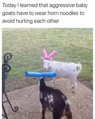 Thanks I love aggressive baby goats with pool noodles for horns.