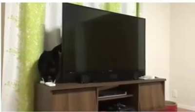 The cat dimension