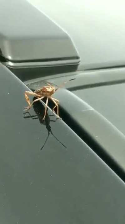 Stink bug, (re-uploaded with audio)