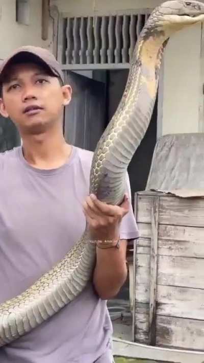 Of a King Cobra