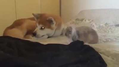 Bunnies flop over when they feel completely safe