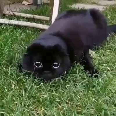 How to train toothless.
