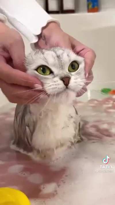 This is a cat that loves to swim .. 😍