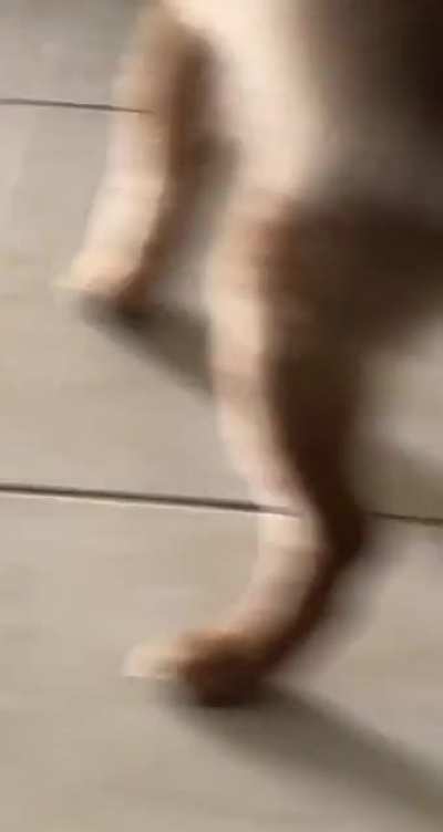 I think my dog forgot he's supposed to EAT his treat