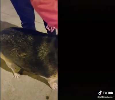 El perro con sobrepeso 🧐🍷