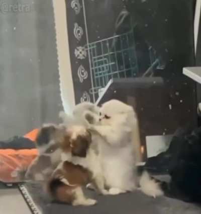 The brutality of this battle is off the charts😹