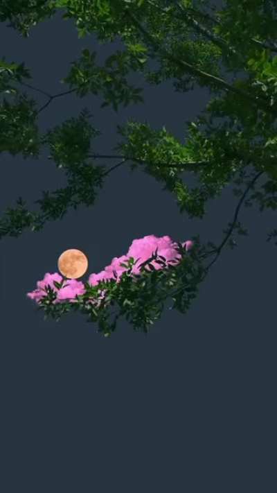 Aesthetic
