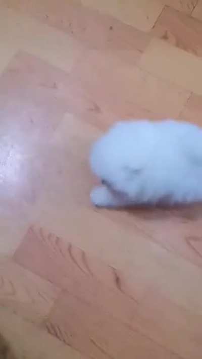 Who does he look like? 😍 On cotton candy or a cloud?
