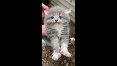 Cute kitty