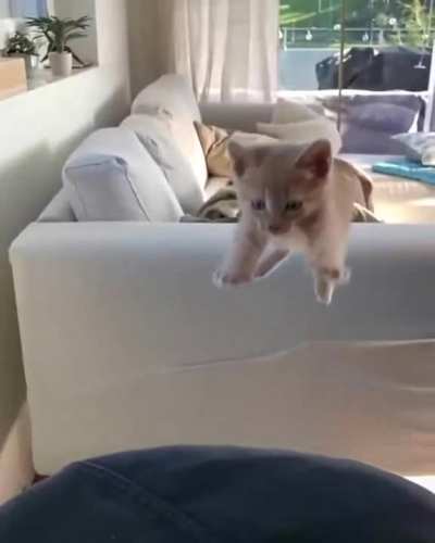 Bonk