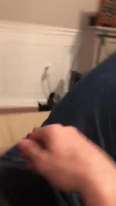 Anti-Horny cat ! BONK !