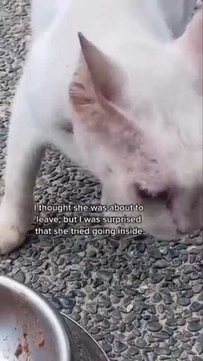 I really hope this ends in adoption