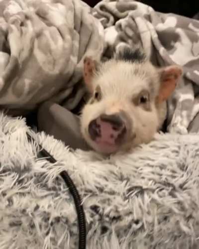 Clove is pleased with her warm, cozy bed
