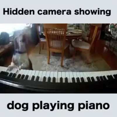 Most creative dog ever.