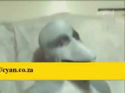 cursed_dolphin