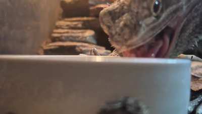 Beardie Eating Bugs