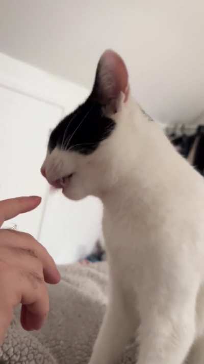 Besns likes to chew on fingers….?