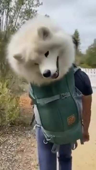 köpek çantası