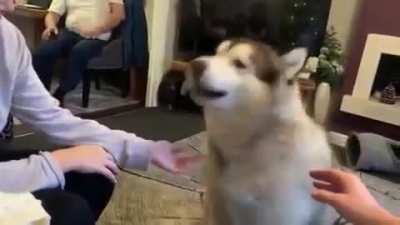 Dog Literally Saying 