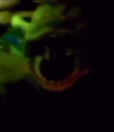 Cursed_Shrek