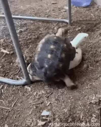 You do you little guy