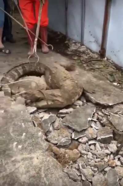 Crocodile Rock.