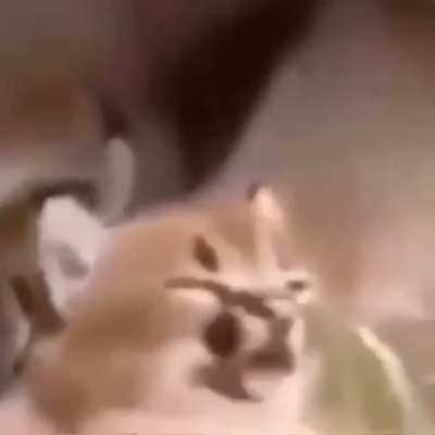 shitposting - Video #5860
