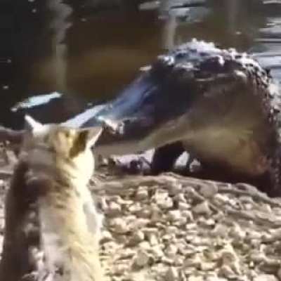 Cats are evil