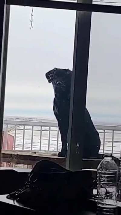 My farm dog Carl the Peeping Tom.