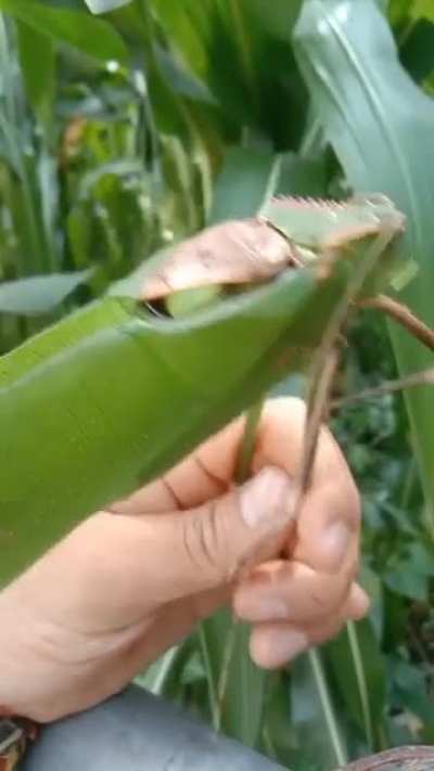 wtf is this?