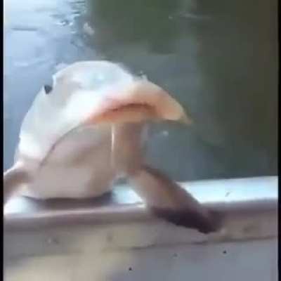 chega, vai embora