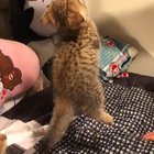Cat fishing