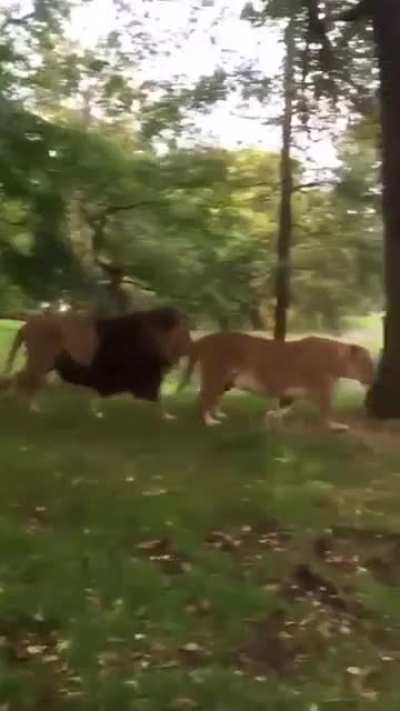 What an exciting Safari