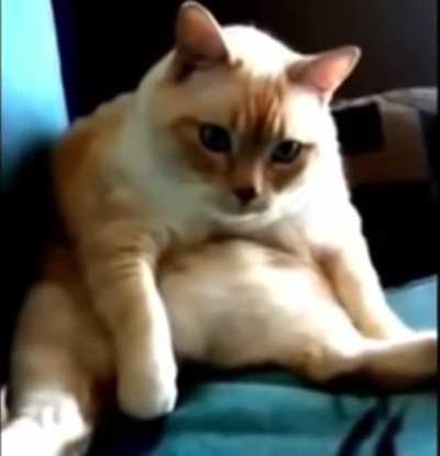 Classic burp fart cat